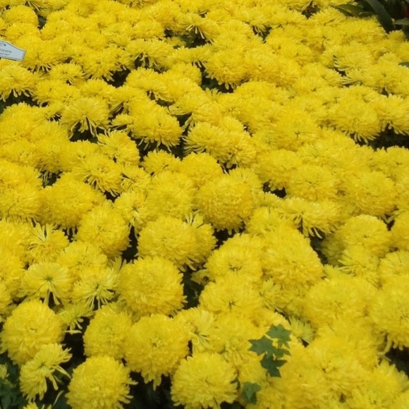 Meet your Posher, Melissa - Picture 1 of 1